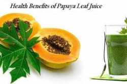 Health Benefits of Papaya Leaf Juice