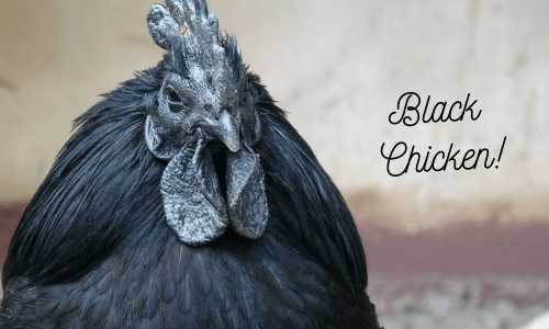 Heard About Black Chicken And Its Health Benefits ?