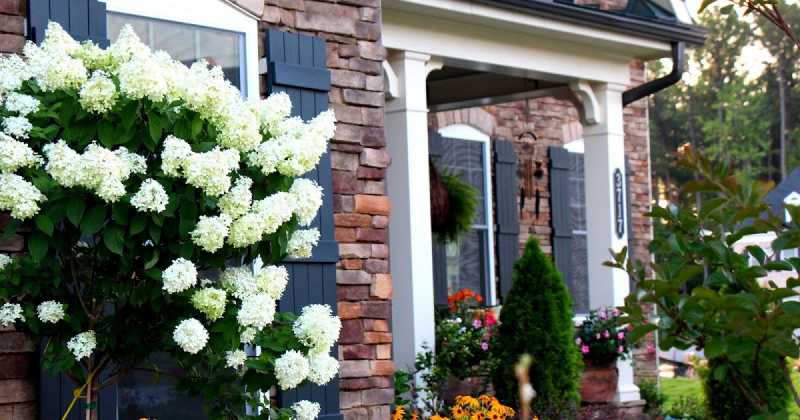 Heavenly Hydrangeas ~ Limelight It Is...