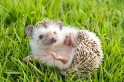 Hedgehogs: Here Are Very Good Reasons To Choose One