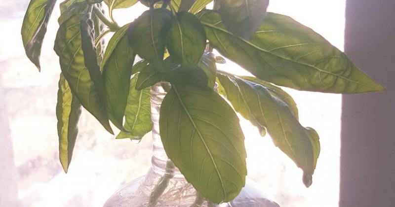 Herb Mania: Growing Italian Basil At Home