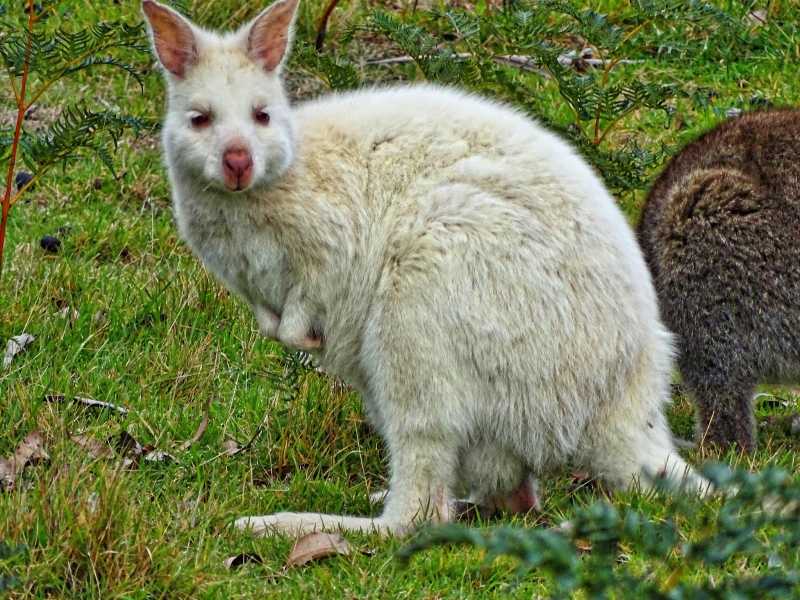 Here We Go Again- Wallabies And A Python Down Under