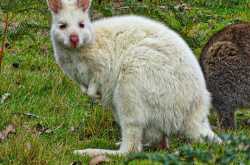 Here we go again- Wallabies and a Python down under