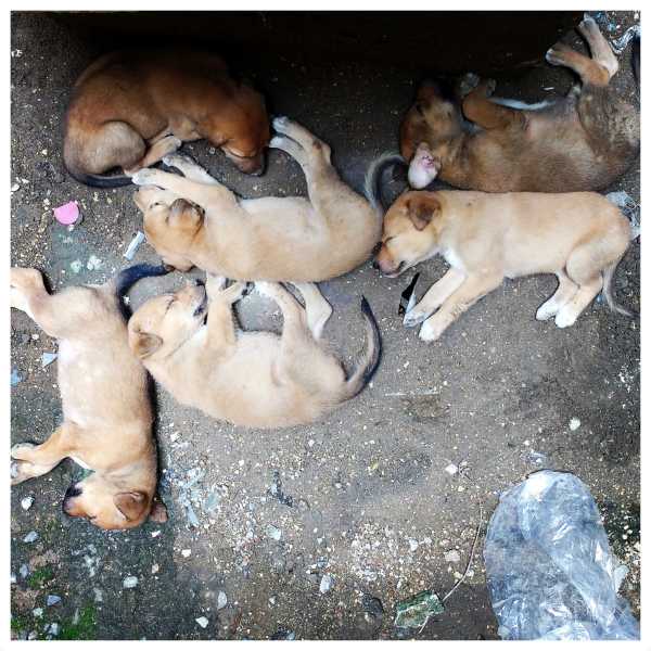 Hero: The Pup Who Fought Death