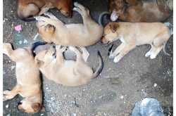 Hero: The pup who fought death