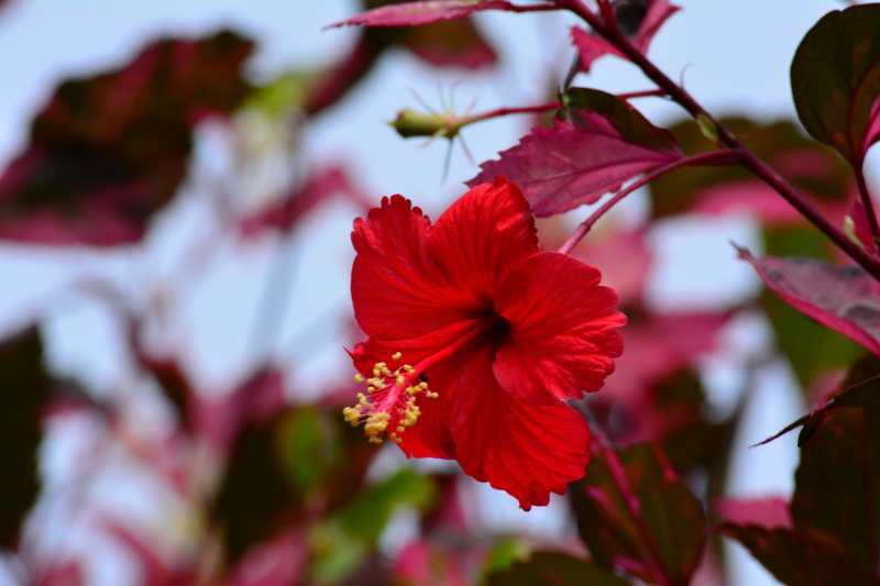 Hibiscus