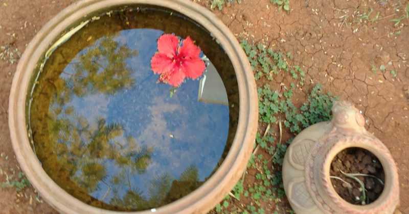 Hibiscus - Eat It Or Wear It?