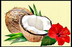 Hibiscus and Coconut Milk for Hair Loss in Women - Beauty and Fitness for Women
