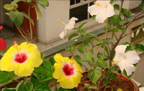 Hibiscus Blooms  - My Personal Rainbow