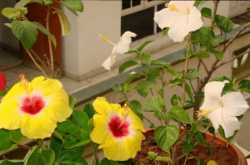 Hibiscus blooms  - My personal rainbow