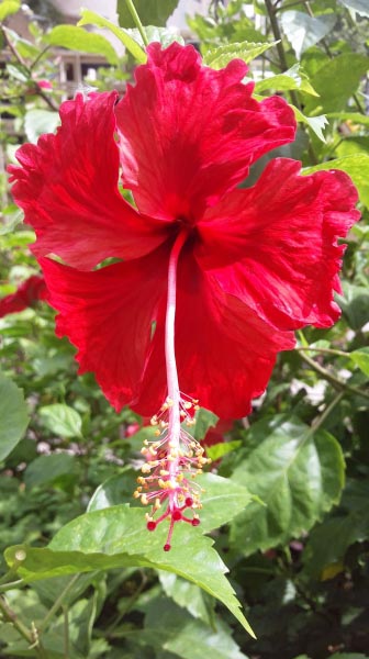 Hibiscus For Happiness!