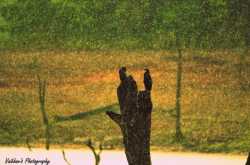 his ‘her highness’: story 12: tribute