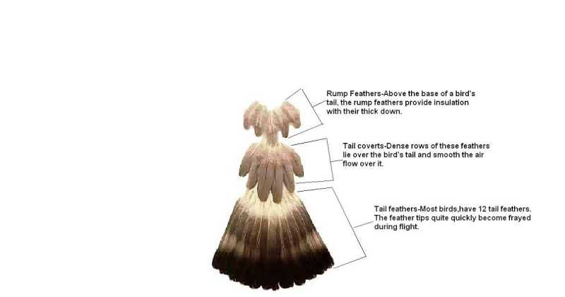 History Of  Birds As Pets.