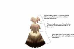 History of  Birds as Pets.