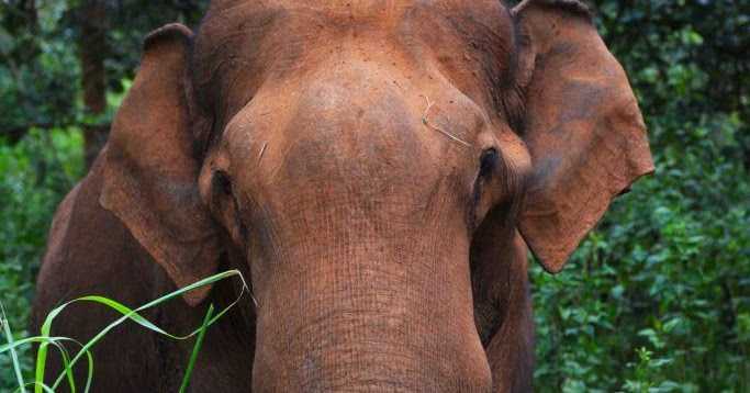 Holiday Differently With Sterling Holidays, Wayanad - Day 2