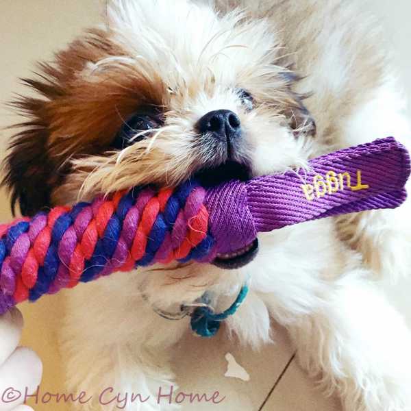 Home Cyn Home: Meet Kiwi