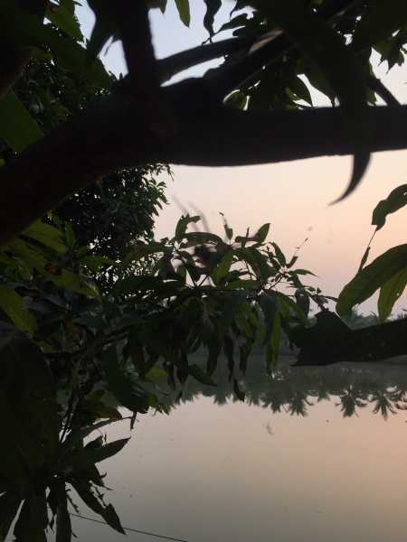 Home Is Where The Trees Are