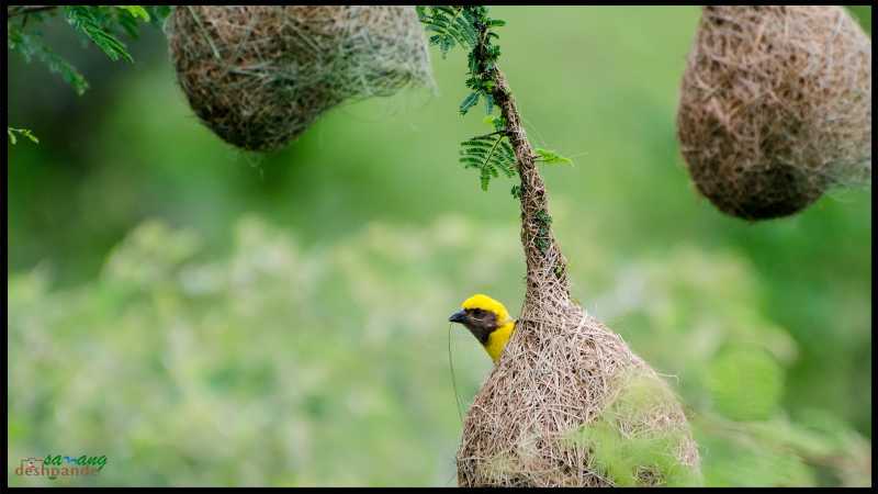 Home Sweet Home - Baya Weaver In Its Habitat