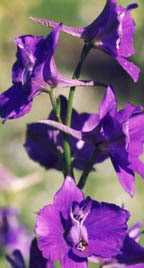 Homeopathic Medicines For Male Infertility 