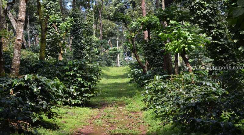 Homestays Near Mallandur - Homestay In Chikmagalur