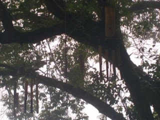 Honey Bee Tree, Munnar