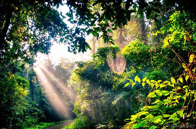 Hoolangapar - Home Of Indian Gibbons