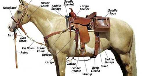 Horse Care Products: For Your Stallion Well Being