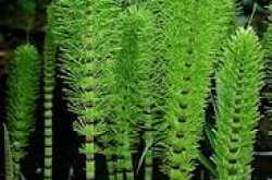 Horsetail