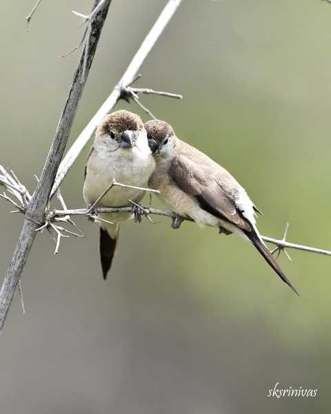 Hoskote Lake … Swallows, Shrikes And Drunkards.