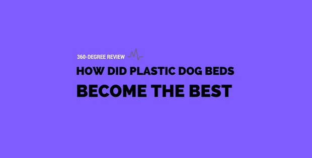 How Did Plastic Dog Beds Become The Best? Find Out