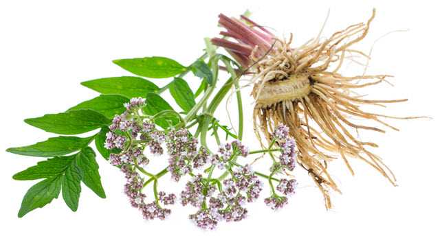 How Effective Is The Valerian Root In Solving Sleep Disorders & Insomnia?