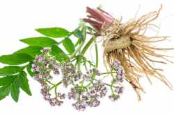 How Effective Is The Valerian Root In Solving Sleep Disorders & insomnia?