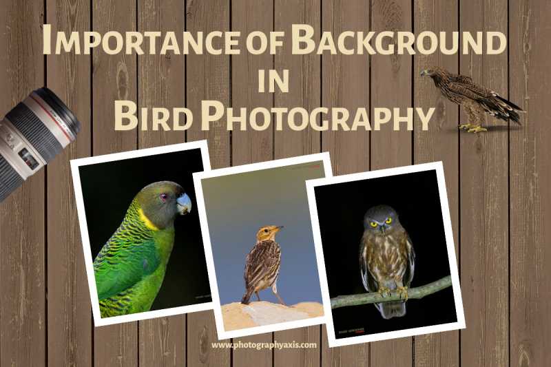 How Important Is Background In Bird Photography? - PhotographyAxis