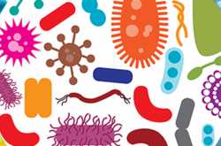 How Important is the Microbiome to Cardiovascular Health