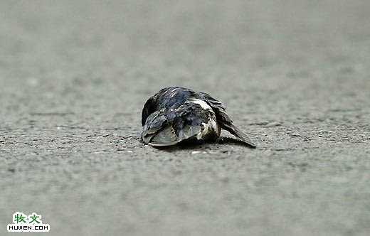 How Many Of You Will Do This ?