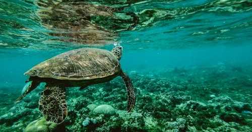 How Plastic Straws Are Killing Marine Animals And What Are The Alternatives 