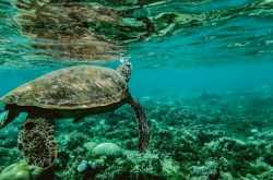 How Plastic Straws are killing marine animals and what are the alternatives 