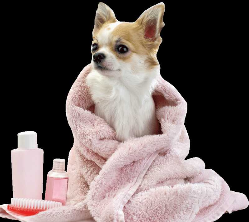 How To Prevent And Control Pet Hair Loss - Food For Thought - Perfect Hair Guide