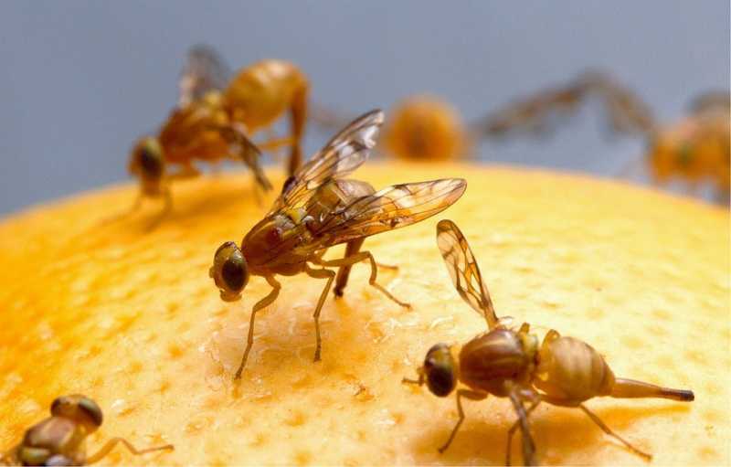 How Do Fruit Flies Grow Legs? Solving A Molecular Mystery - BioThix.com