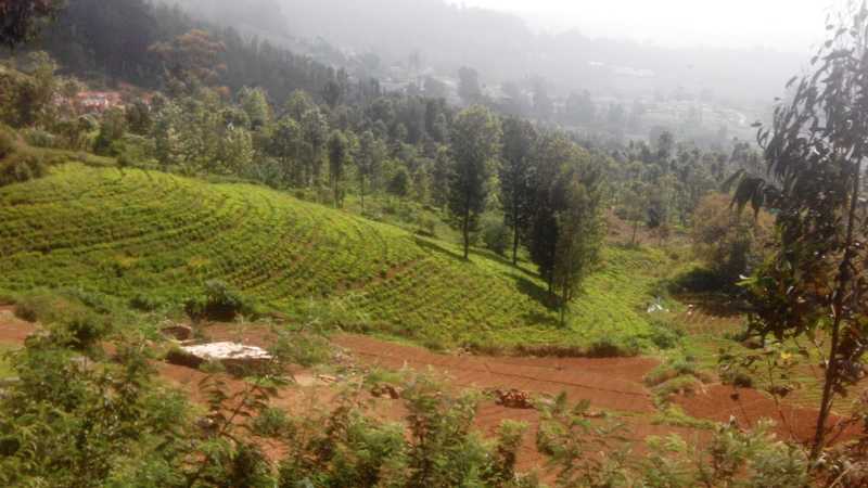 How Green Was My Valley....