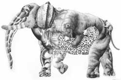 How many animals u could see !!