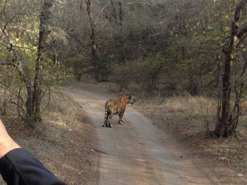 How Safe Are Our Animals In National Parks? India Edition
