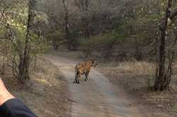 How safe are our animals in National Parks? India edition