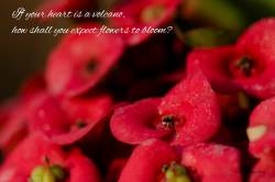 How shall you expect flowers to bloom !