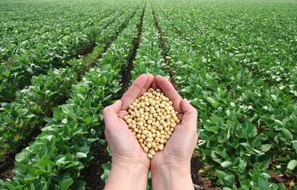 How Soybeans Can Help You With Acne & Blackheads