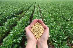 How soybeans can help you with acne & blackheads