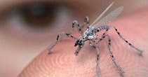 How Spy Devices Looking Like Insects Are Being Used For Surveillance And Spying
