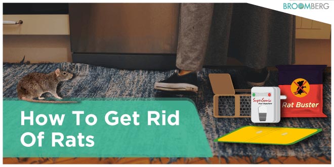 How To Get Rid Of Rats - Read Our Complete Guide [INDIA]