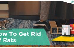How to Get Rid of Rats - Read Our Complete Guide [INDIA]
