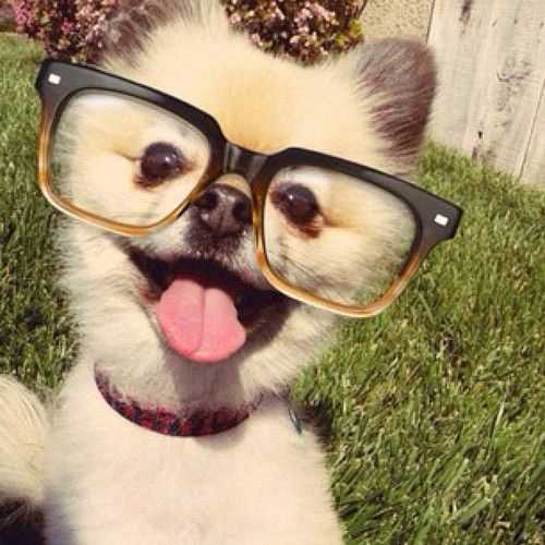 How To Get Rid Of Intestinal Worms In Dogs? 10 Natural Remedies